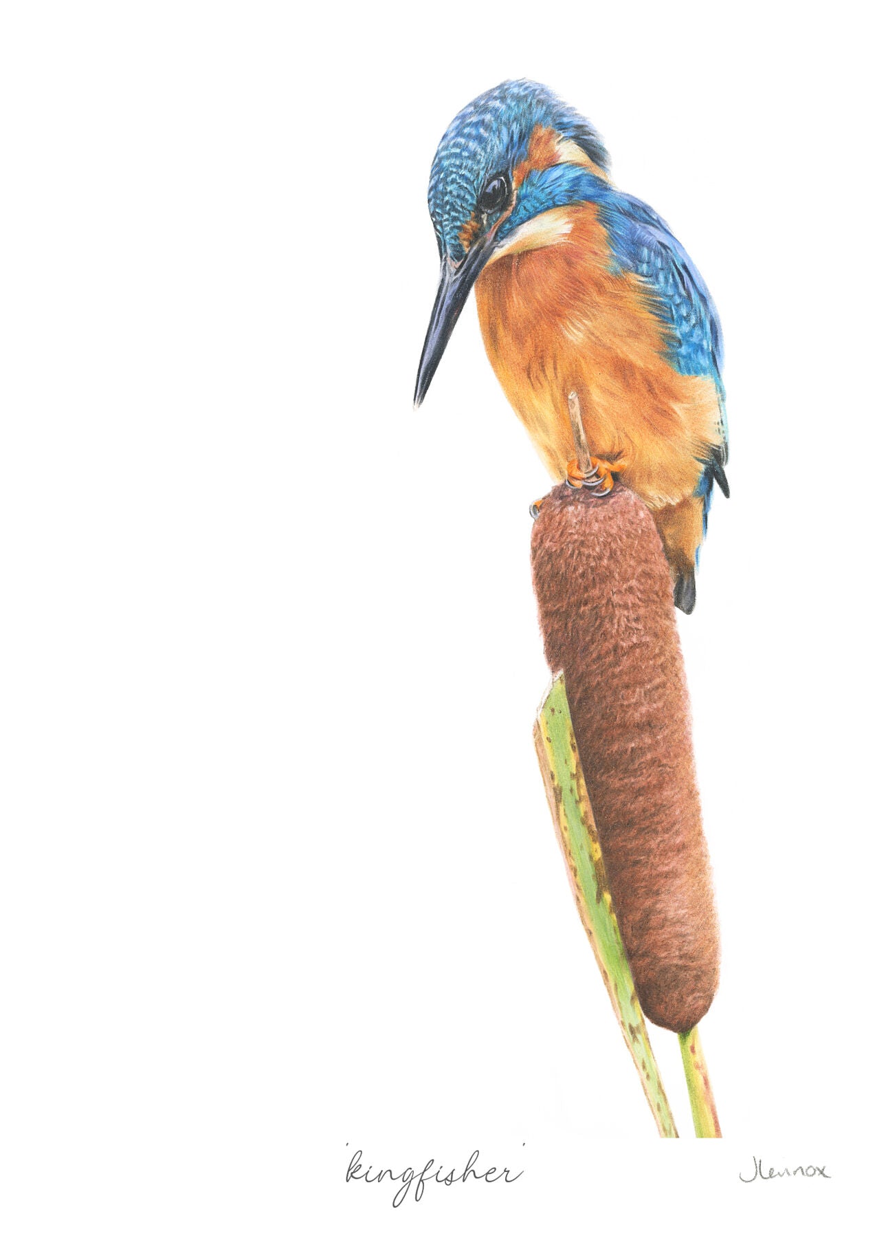 Kingfisher
