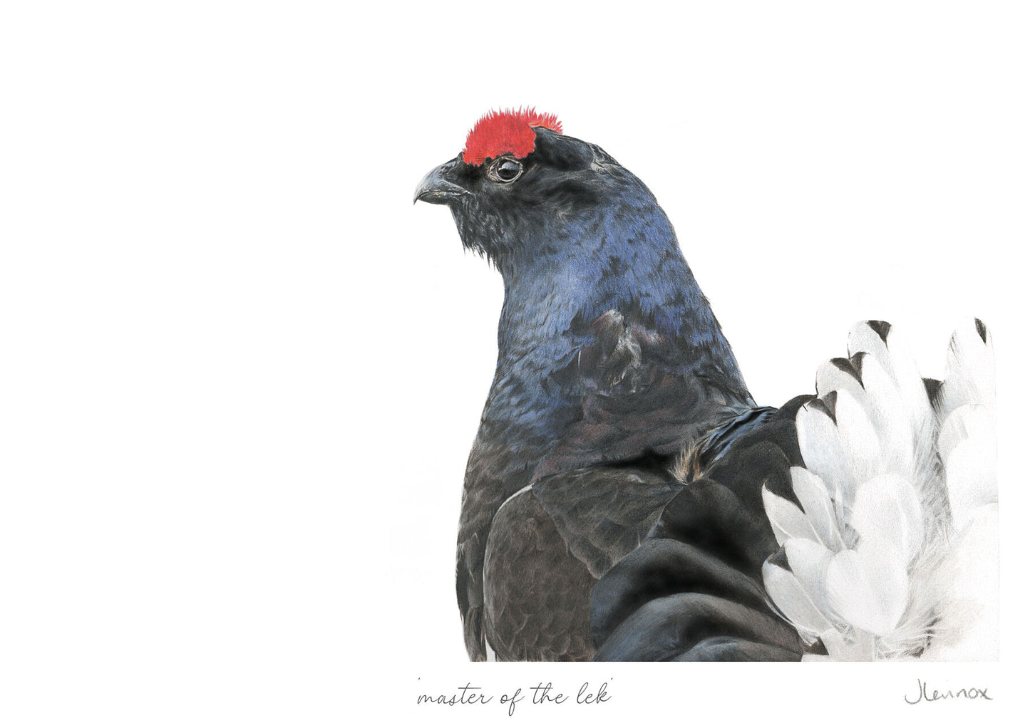 Master of the Lek