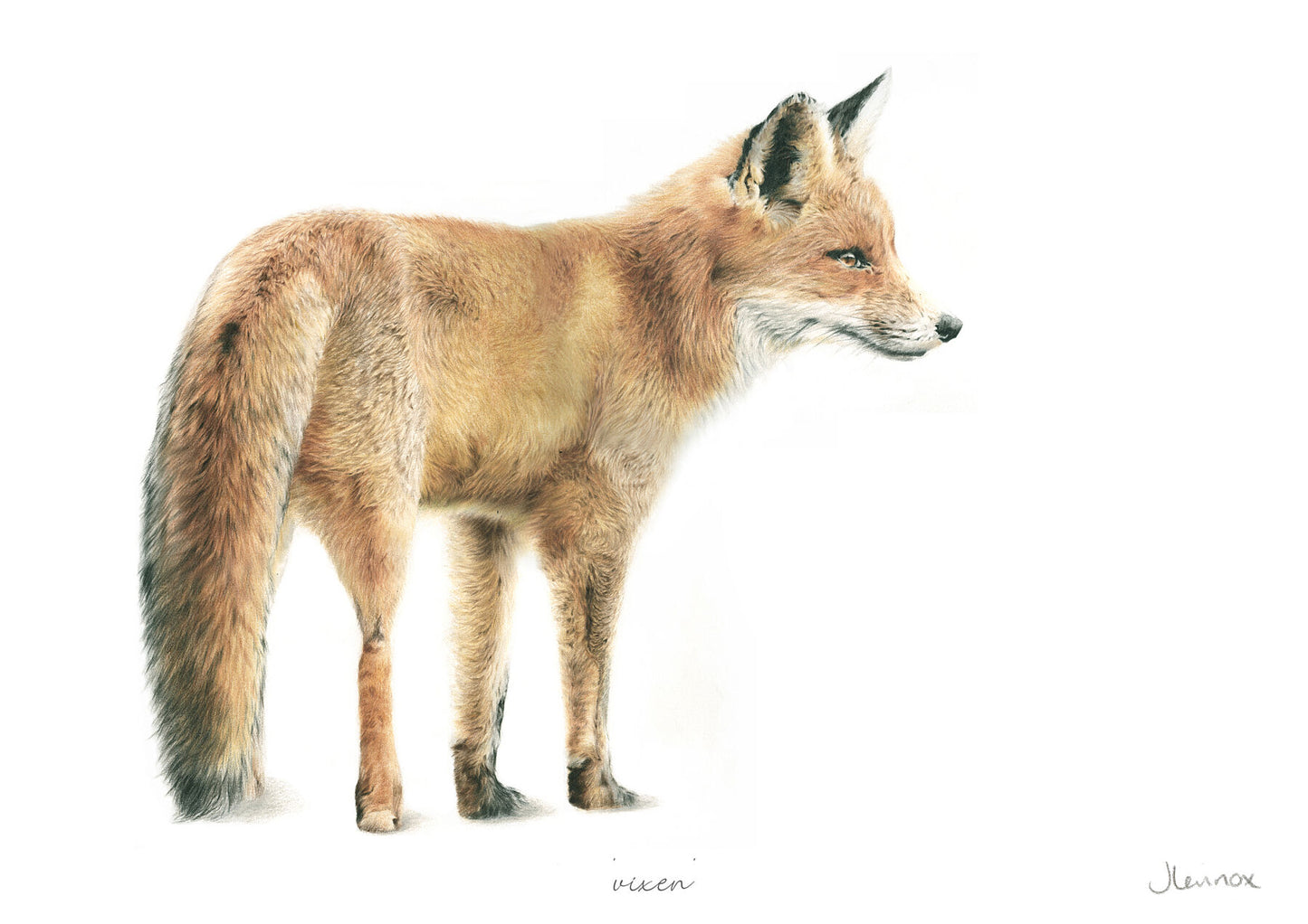 Vixen