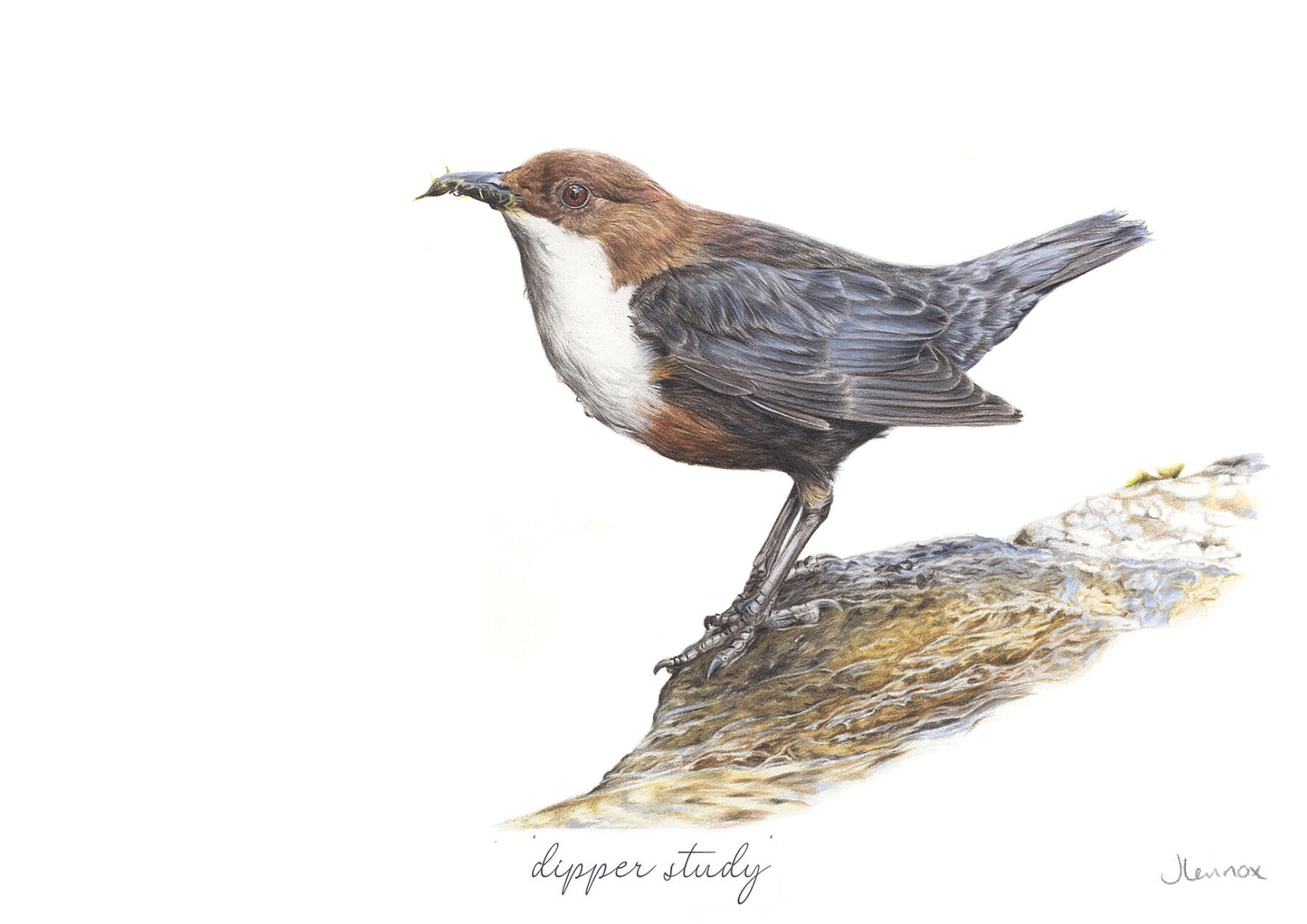 Dipper Study
