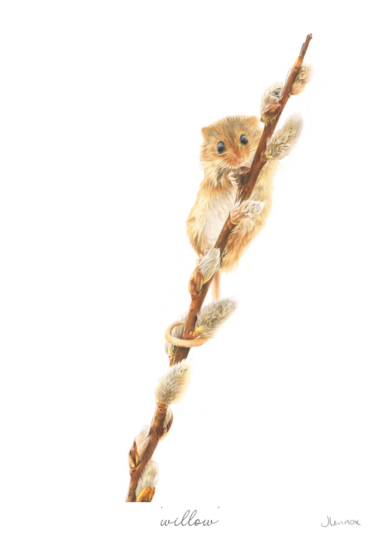 Willow