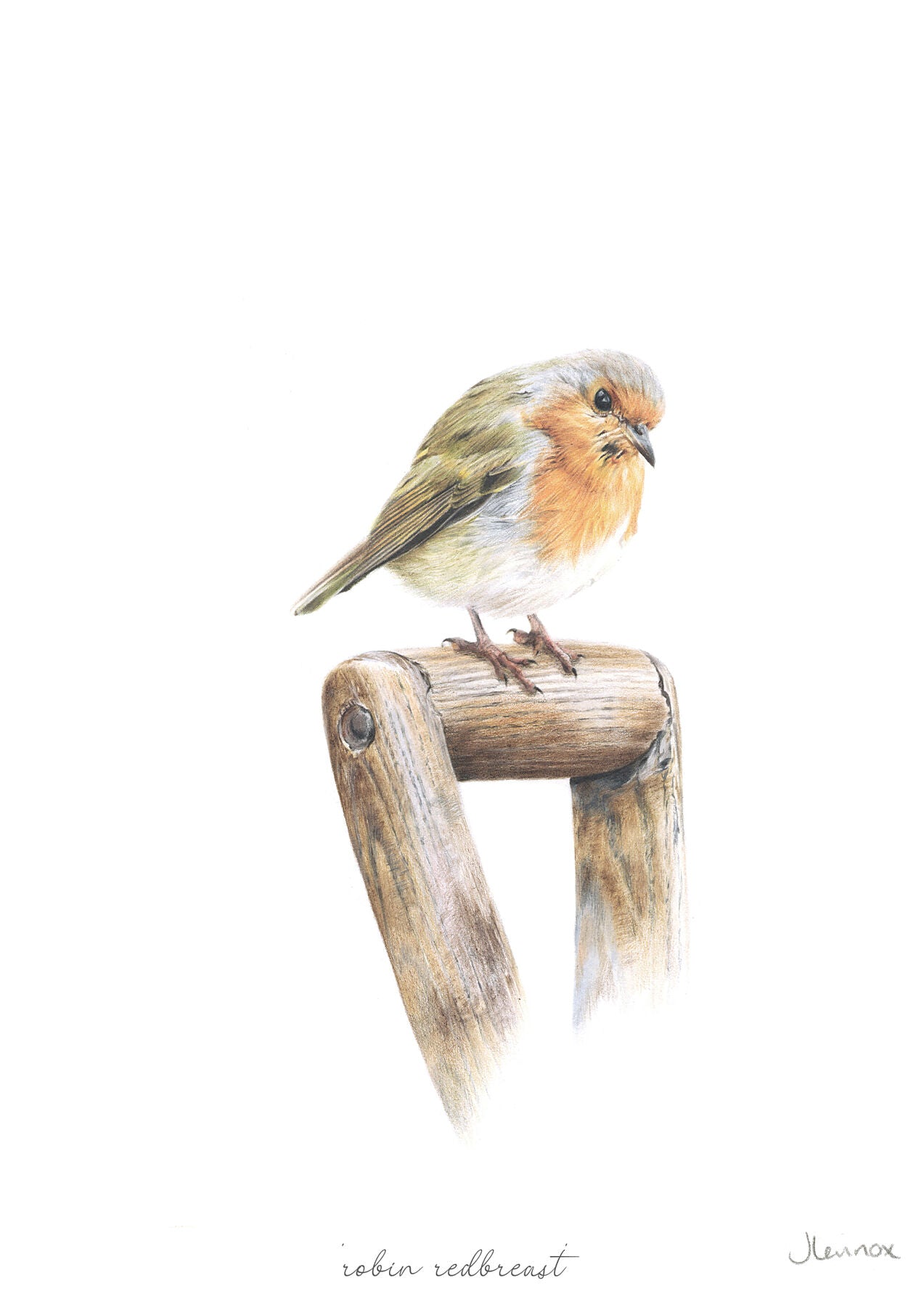 Robin Redbreast