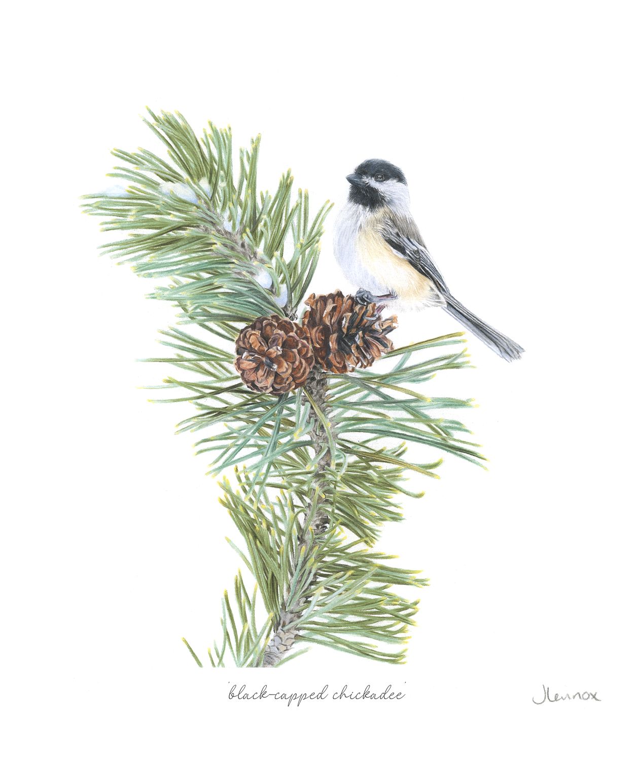 black-capped chickadee 