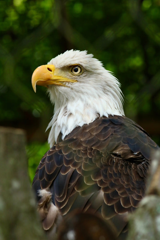 Bald Eagle Workshop