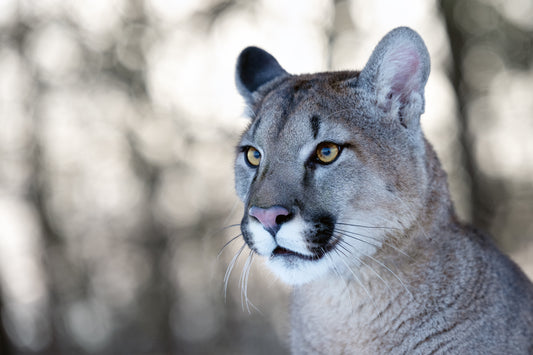 Cougar Workshop