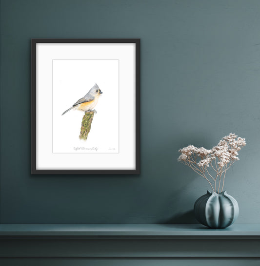 Tufted Titmouse Study