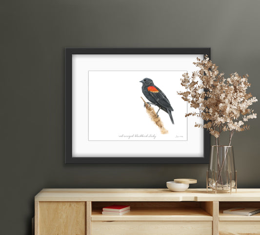 Red-Winged Blackbird Study