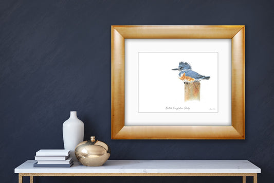 Belted Kingfisher Study