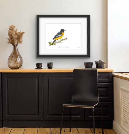 Baltimore Oriole Study