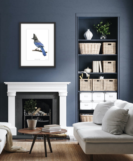 Steller's Jay Study