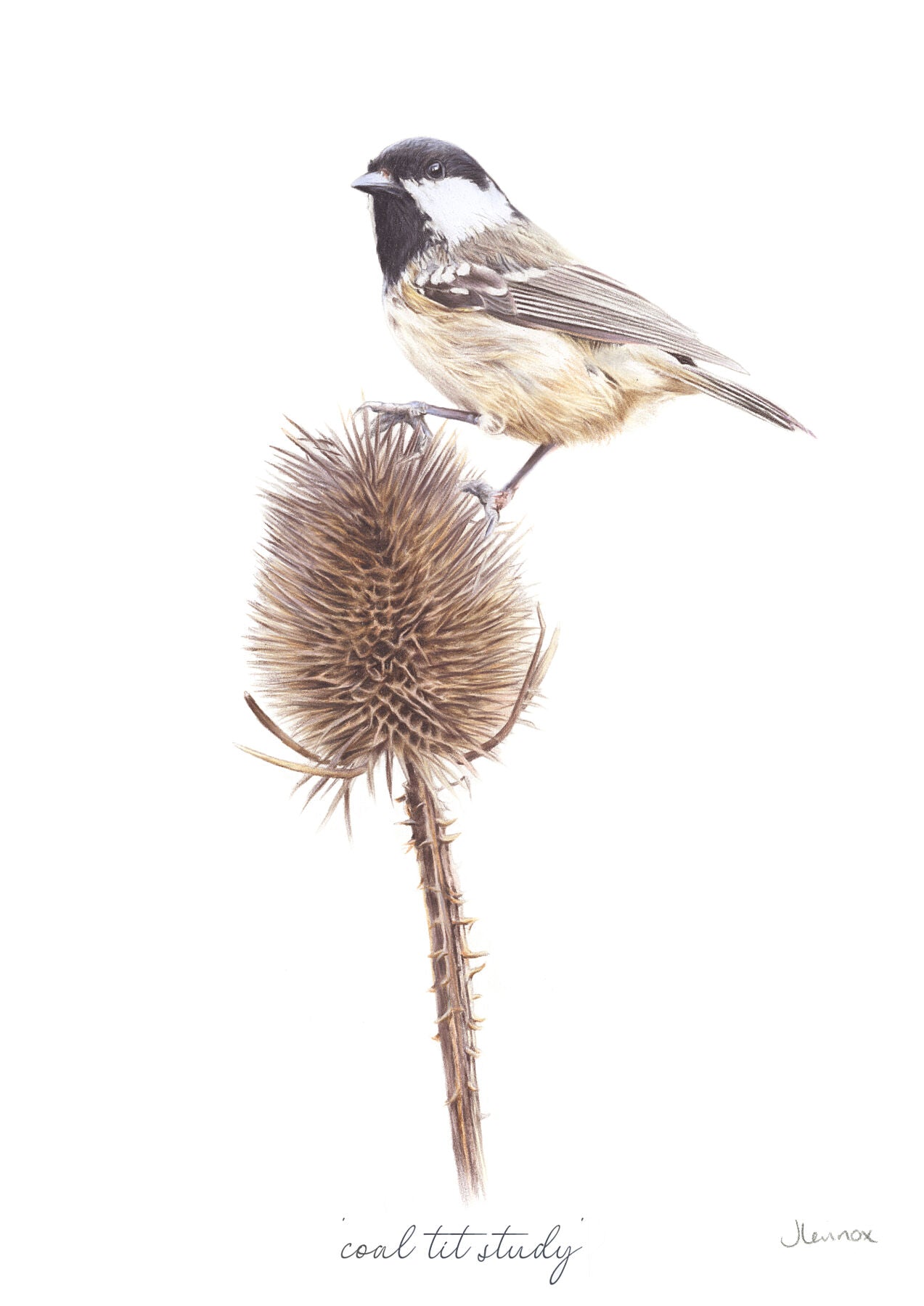 Coal Tit Study