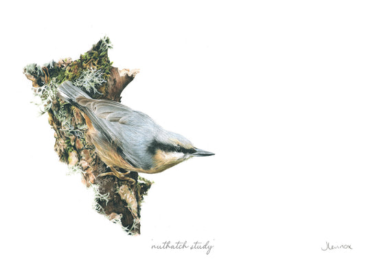 Nuthatch Study