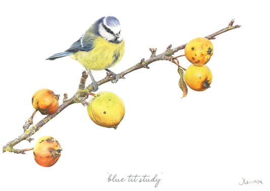 Blue Tit Study
