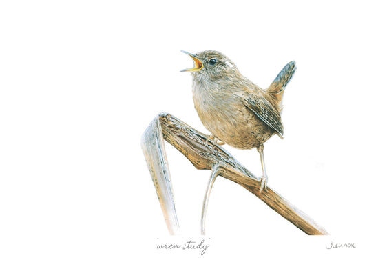 Wren Study