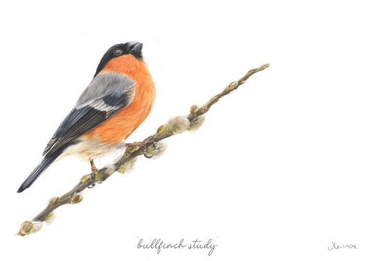 Bullfinch Study