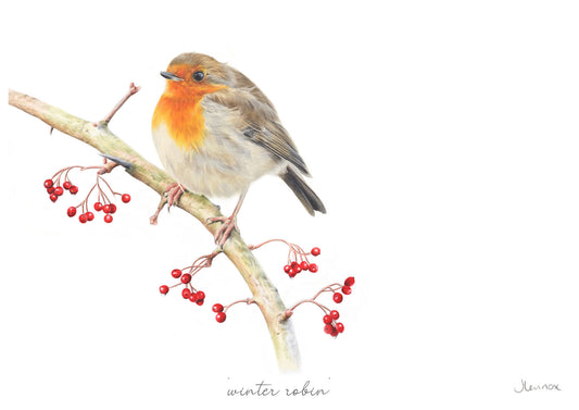 Winter Robin
