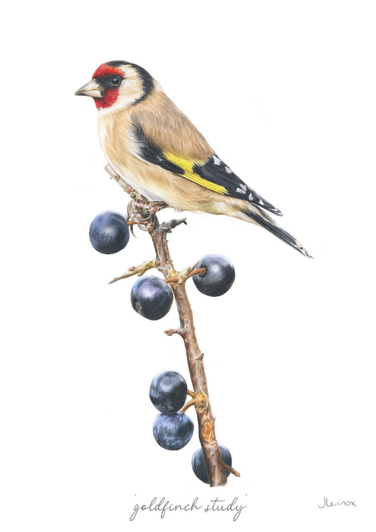 Goldfinch Study