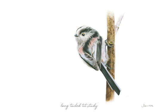 Long Tailed Tit Study