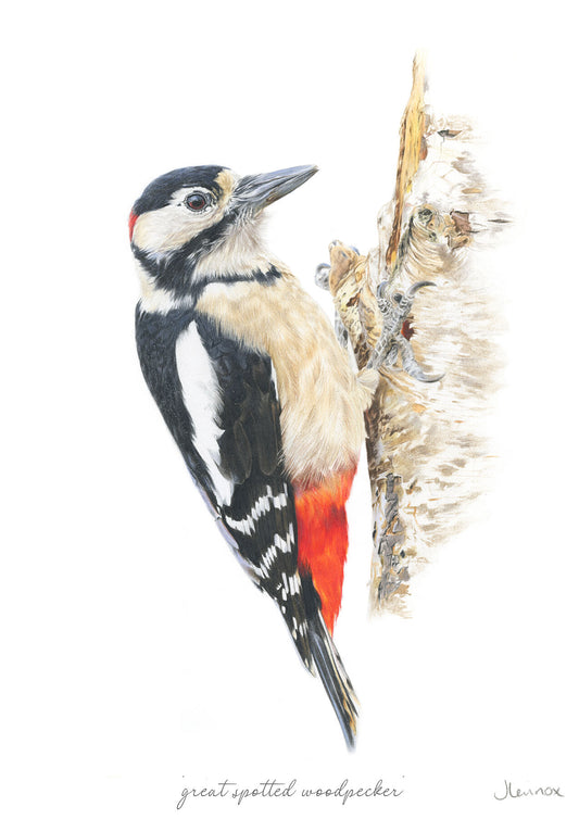 Great Spotted Woodpecker