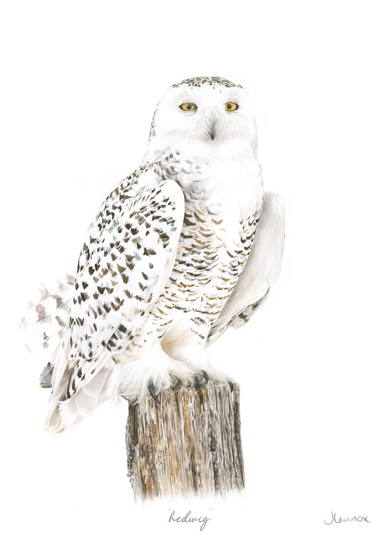 Hedwig