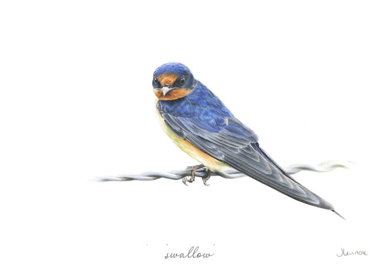 Swallow