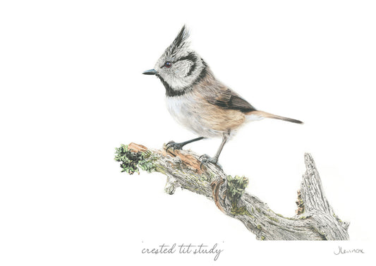 Crested Tit Study