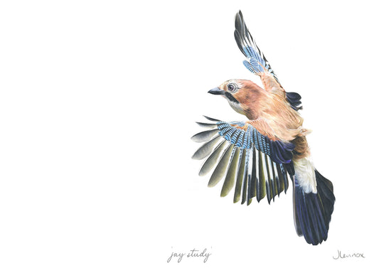 Jay Study