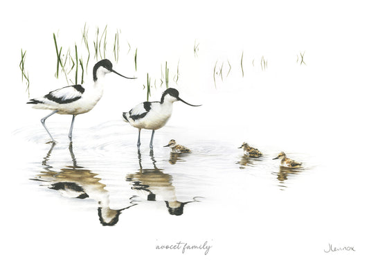 Avocet Family