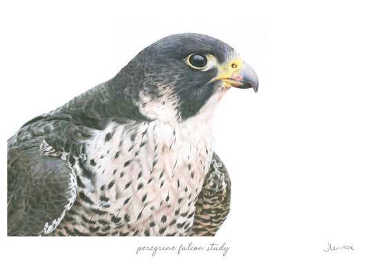 Peregrine Falcon Study