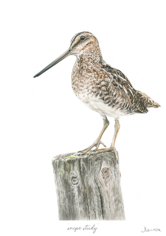 Snipe Study