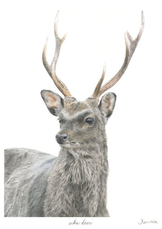 Sika Deer