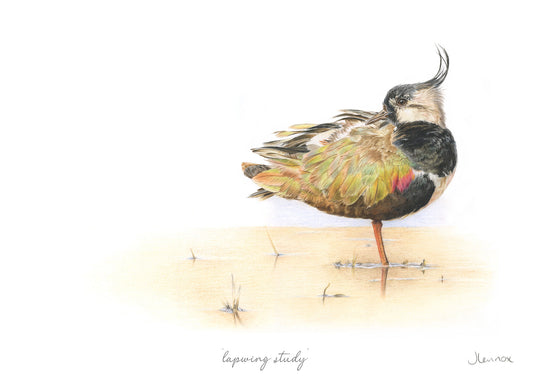 Lapwing Study