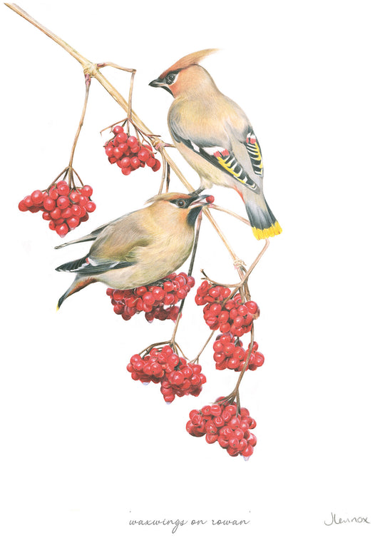 Waxwings on Rowan