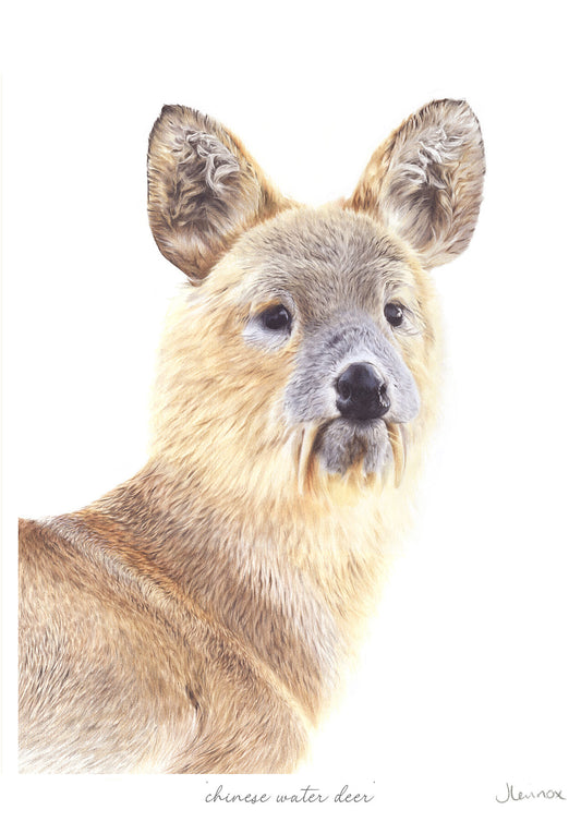 Chinese Water Deer