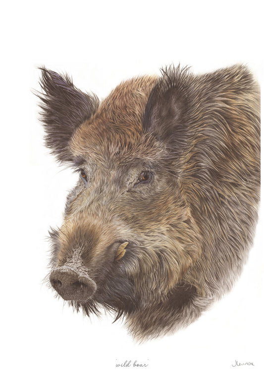 Wild Boar