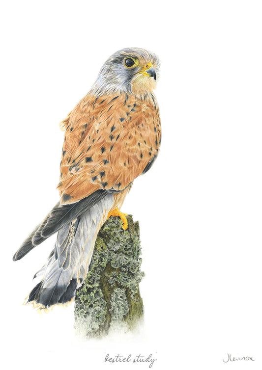 Kestrel Study