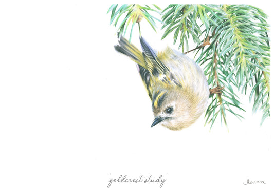 Goldcrest Study