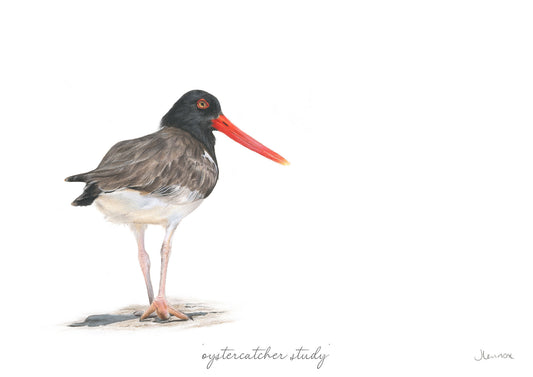 Oystercatcher Study