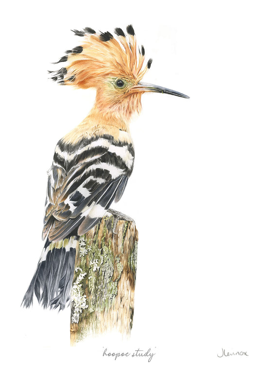 Hoopoe Study