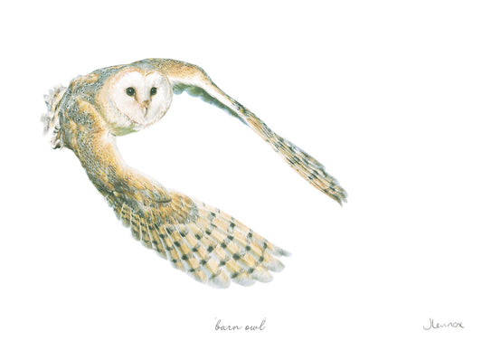 Barn Owl