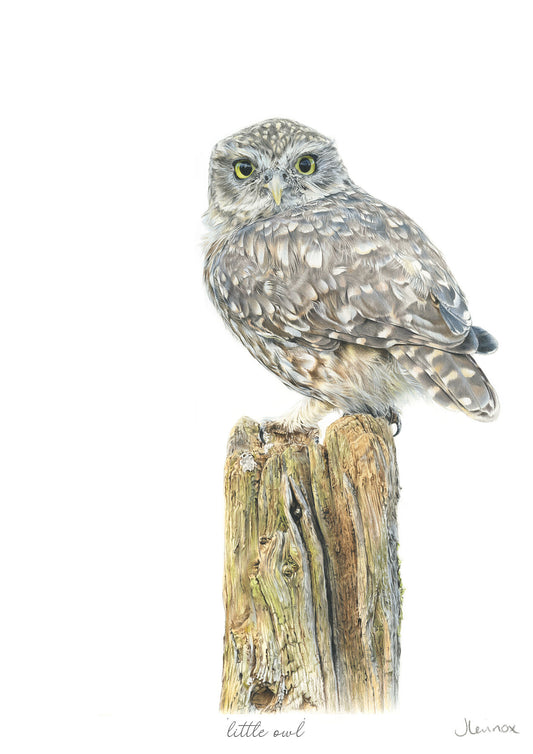 Little Owl