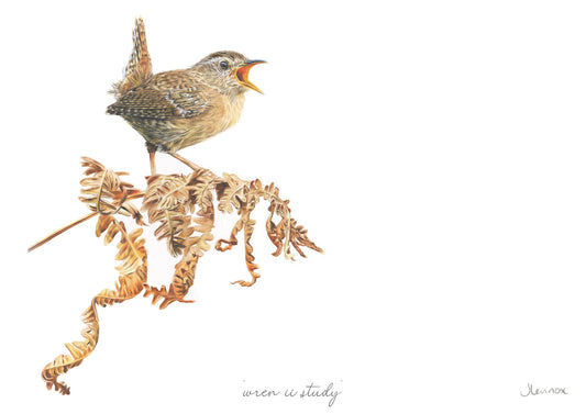 Wren II Study