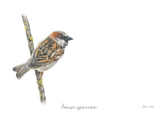 House Sparrow